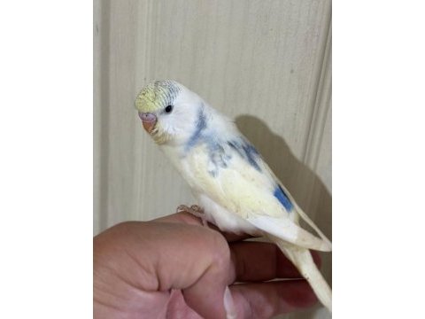30 günlük konuşturmalık muhabbet kuşu bebek