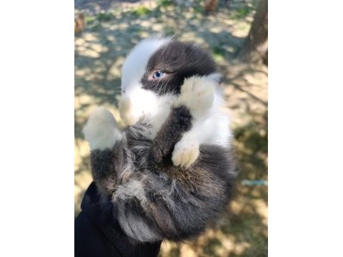 Mavi gözlü ve pofuduk tavşanlar