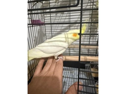 3 aylık sultan papağanı bebek