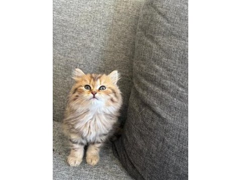 Black golden british longhair