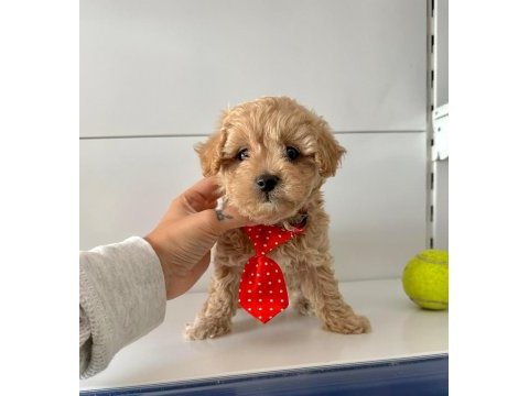 Mini maltipoo bakımı kolay bebekler 
