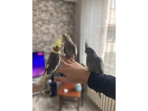 Ev üretimi ele alıştırmalık sultan papağanlar