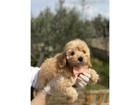 50 günlük orijinal dişi toy poodle