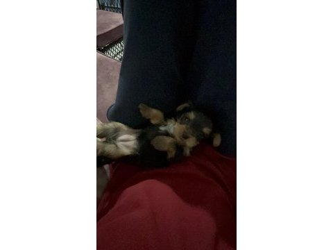 İzmir’de yorkshire terrier dişi yavru