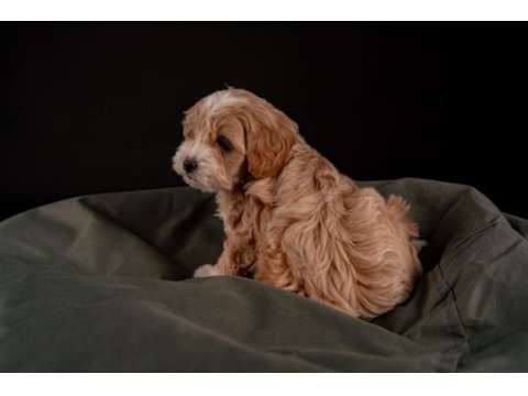 Maltipoo yavrular