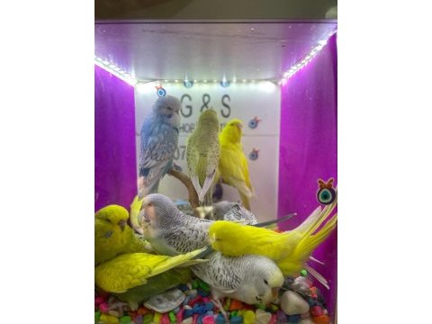 30 35 günlük bebek muhabbet kuşu yavrular