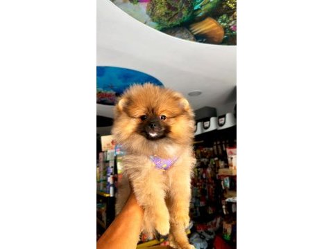 Pomeranian boo 3 buçuk aylık kredi kartı geçerli