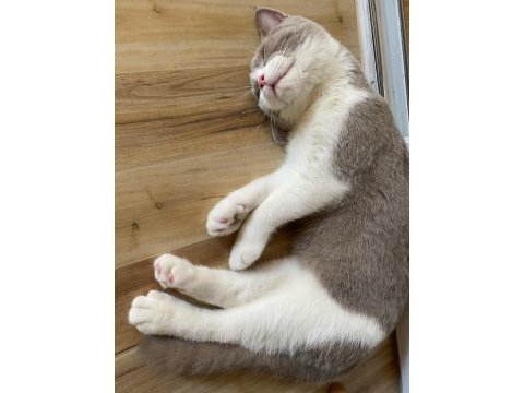 British shorthair bicolor 6 aylık