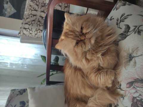 2 yaşında oğluma gelin arıyorum persian