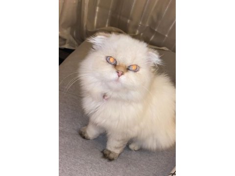British longhair 8 aylık dişi