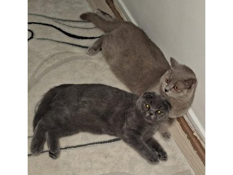 Çok uysal sevecen scottish fold