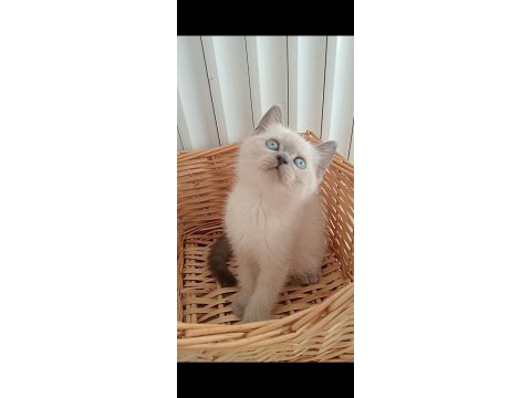 Mavi gözlü blue point british shorthair yavrular