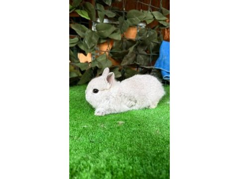 Safkan hollanda lop ve cüce tavşanımız