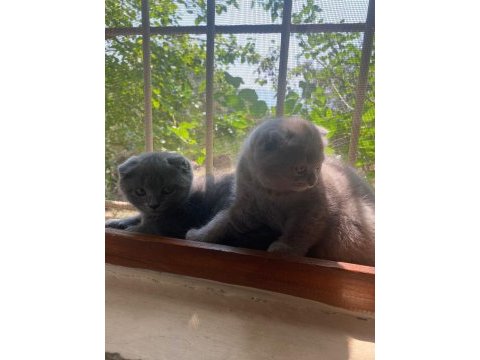 Antalya scottish fold 2 dişi kedimiz
