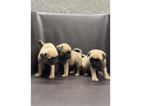 Irk ve sağlık garantili pug mops bebekler