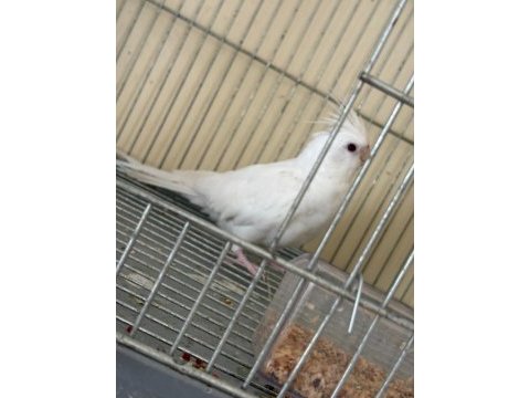 Albino erkek özel mutasyon wf dişi iki genç sultan
