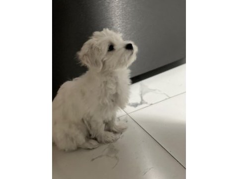 Yavru maltese terrier