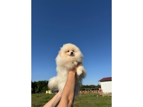 Pomeranian yavru köpeğimiz