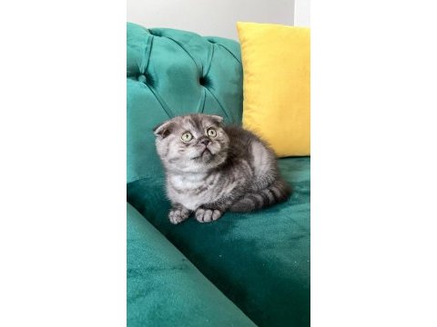 Safkan scottish fold ankara