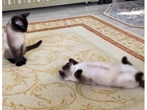 Güzeller güzeli siyam kedimiz bella
