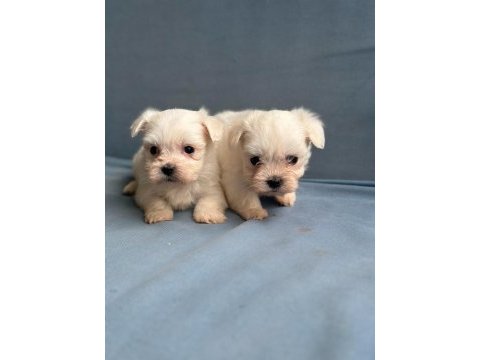 Mini boy maltese bebekler