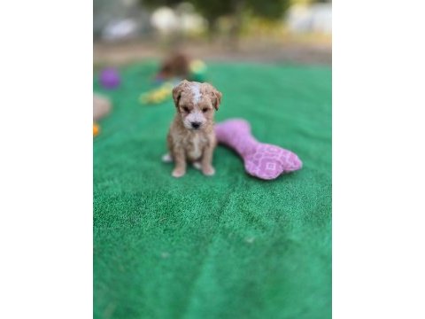  maltipoo  yavrularımız 