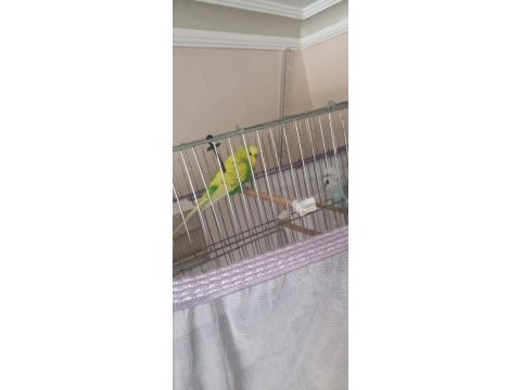 Çift yavru veren muhabbet kuşları