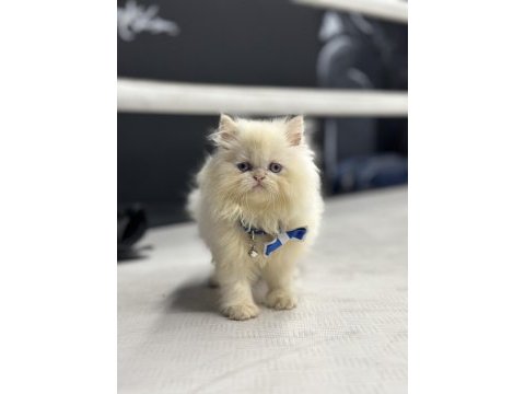 İran persian red point