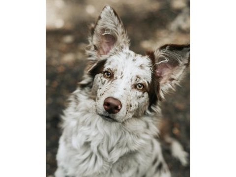 Merle border collie yavrular hazır