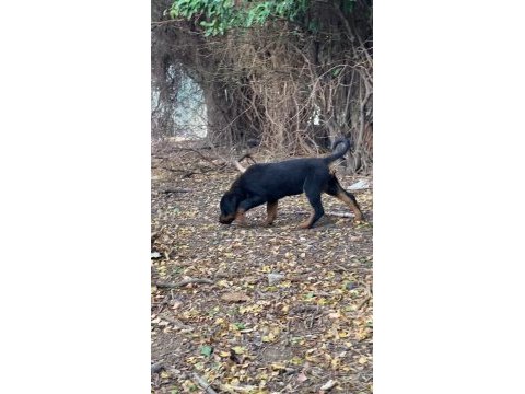 Son 3 adet dişi yavru rottweiler