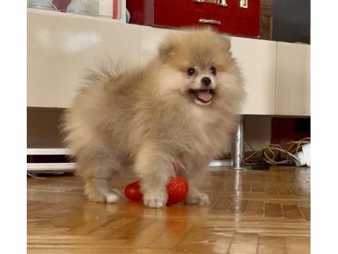 Pomeranian boo orange erkek