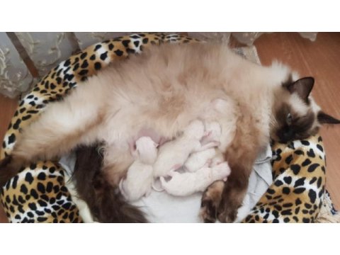 3 adet minik ragdoll yavru