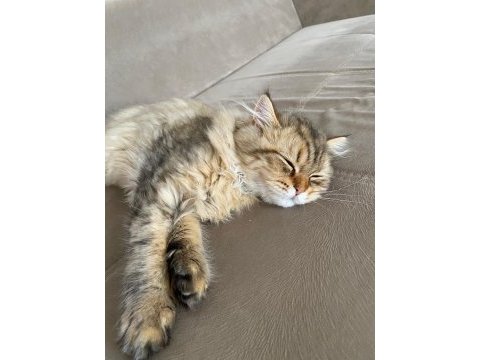 British longhair golden tabby