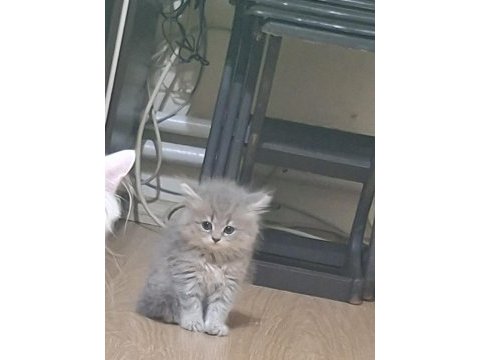 Silver british longhair yavrular