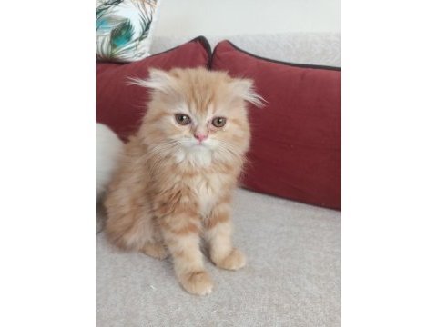 Safkan chinchilla ve british shorthair yavruları