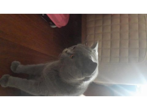 Safkan british shorthair 50 günlük tuvalet eğitimli