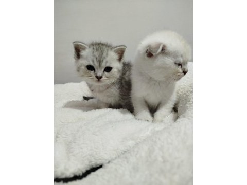 Blue point scottish fold bebek