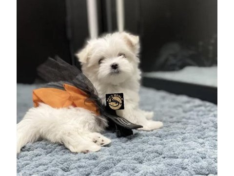 Maltese yavrularımız