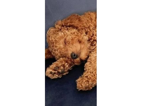 Çalıştığımız için poodle oğlumuzu sahipleniyoruz