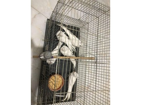 Saf kan albino kırmızı göz sultan papağanı