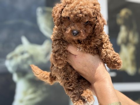Petmode köpek çiftliğinde ziyarete açık toy poodle