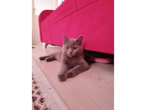 2.5 aylık ve 3.5 aylık british shorthair