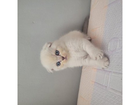 Kendi kedimin yavruları sahiplendireceğim