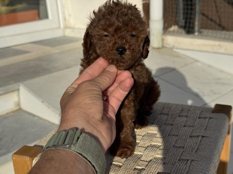 Petmode köpek çiftliğşnden tea cup kore poodle yavrular