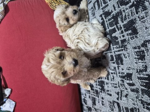 45 günlük 2 erkek maltipoo