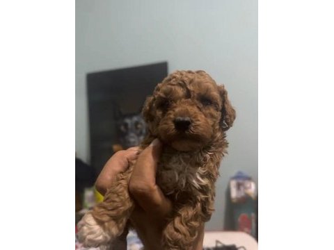 Orjinal maltipoo yavrular