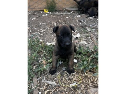 Koyu maskeli a kalite belçika kurdu yavrular