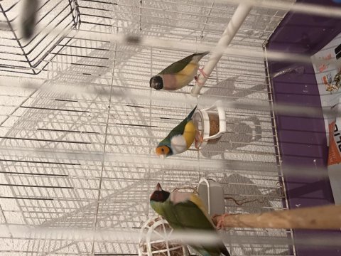 Goldian finch takımlar yavrular mevcut