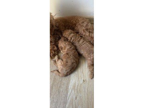 25 günlük minik poodle kızlarım
