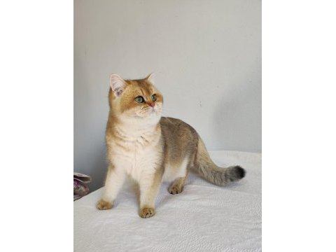 8 aylık british shorthair golden ny11 ny24 kediler